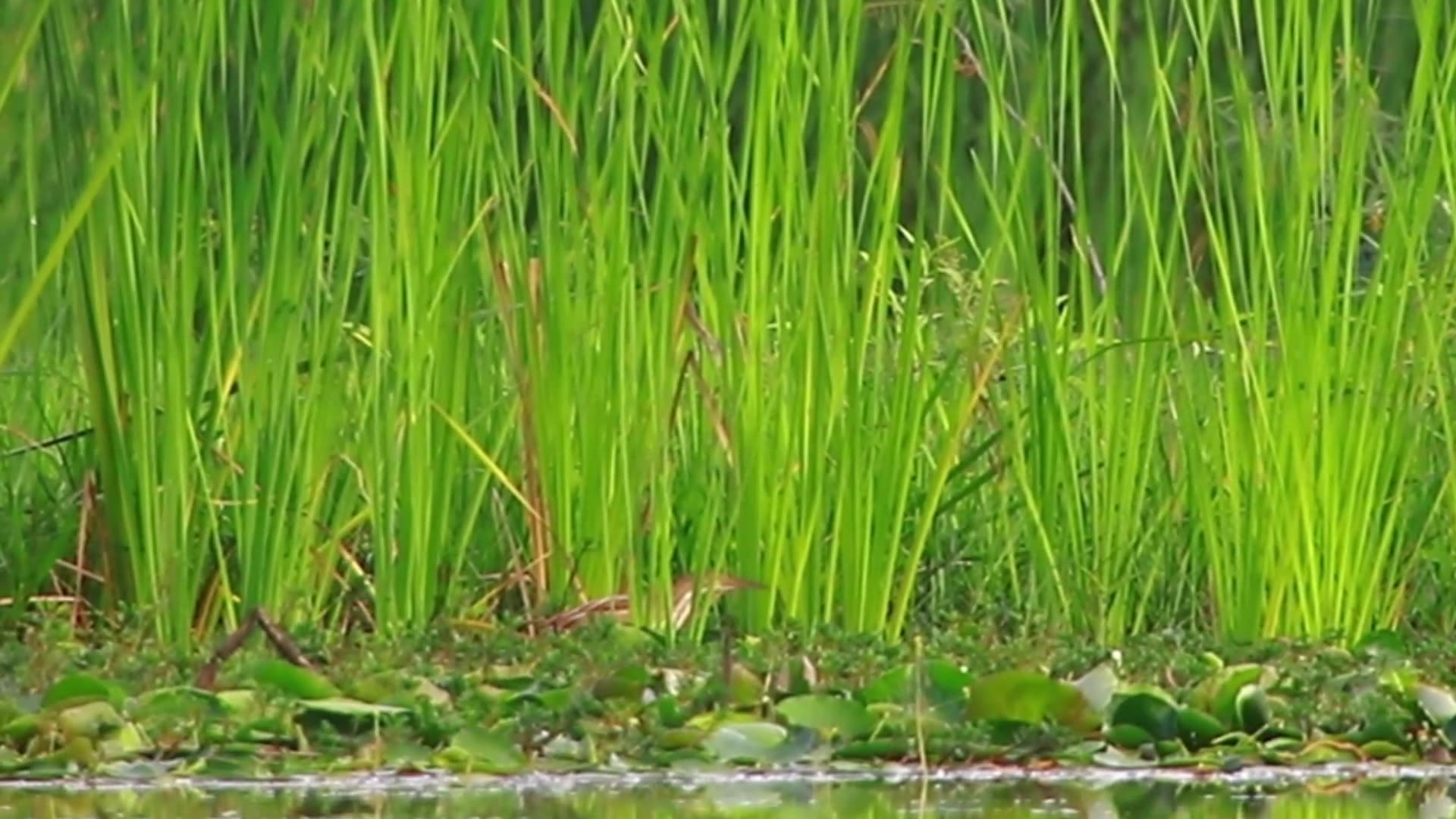 Video thumbnail for In grass in lake bird wait catch food