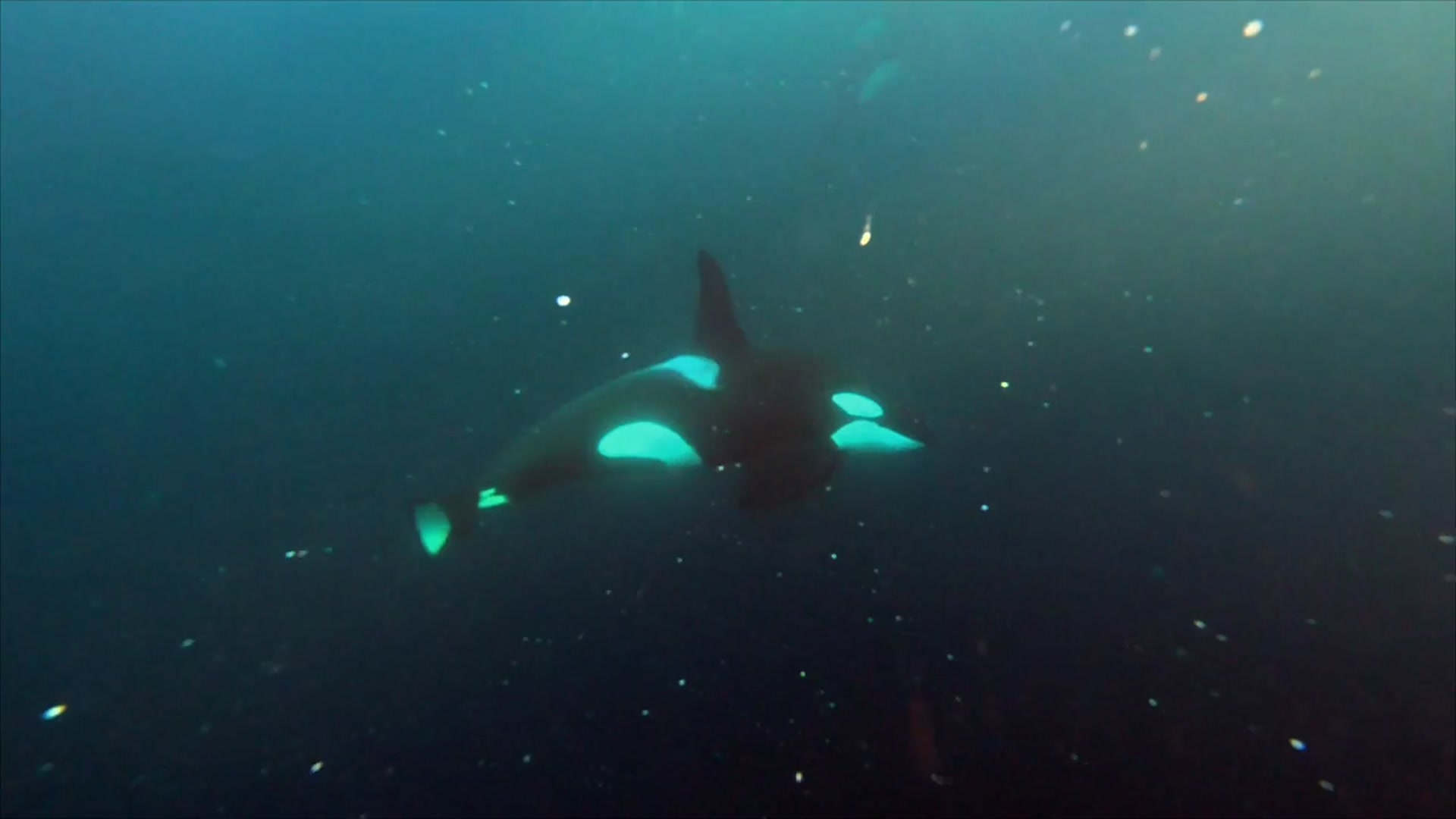 Video thumbnail for Super Animals -- Orca