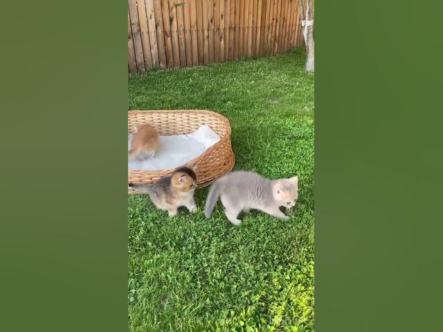 Video thumbnail for beautiful babies cat they lovely.!!!