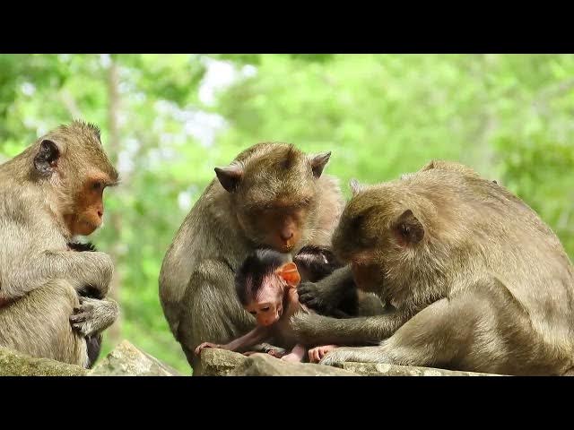 Video thumbnail for Baby monkey just born so stronger#monkeysr #cute #animals #animallife