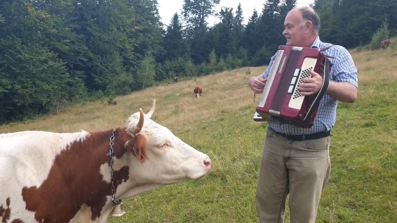 Video thumbnail for A cow finds joy in the music of a man's accordion performance