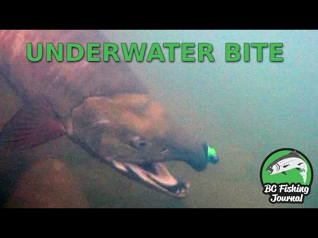 Video thumbnail for UNDERWATER CHUM SALMON BITES - The Zombie Chum Awakening 5