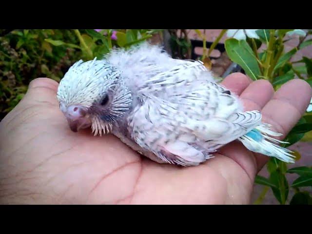 Video thumbnail for Vollständiger Bericht Wellensittich Wachstumstagebuch von Tag 1 bis Tag 30 🐣💚