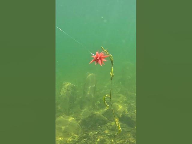 Video thumbnail for Woah 😳. What a cool version of the urchin bait!
