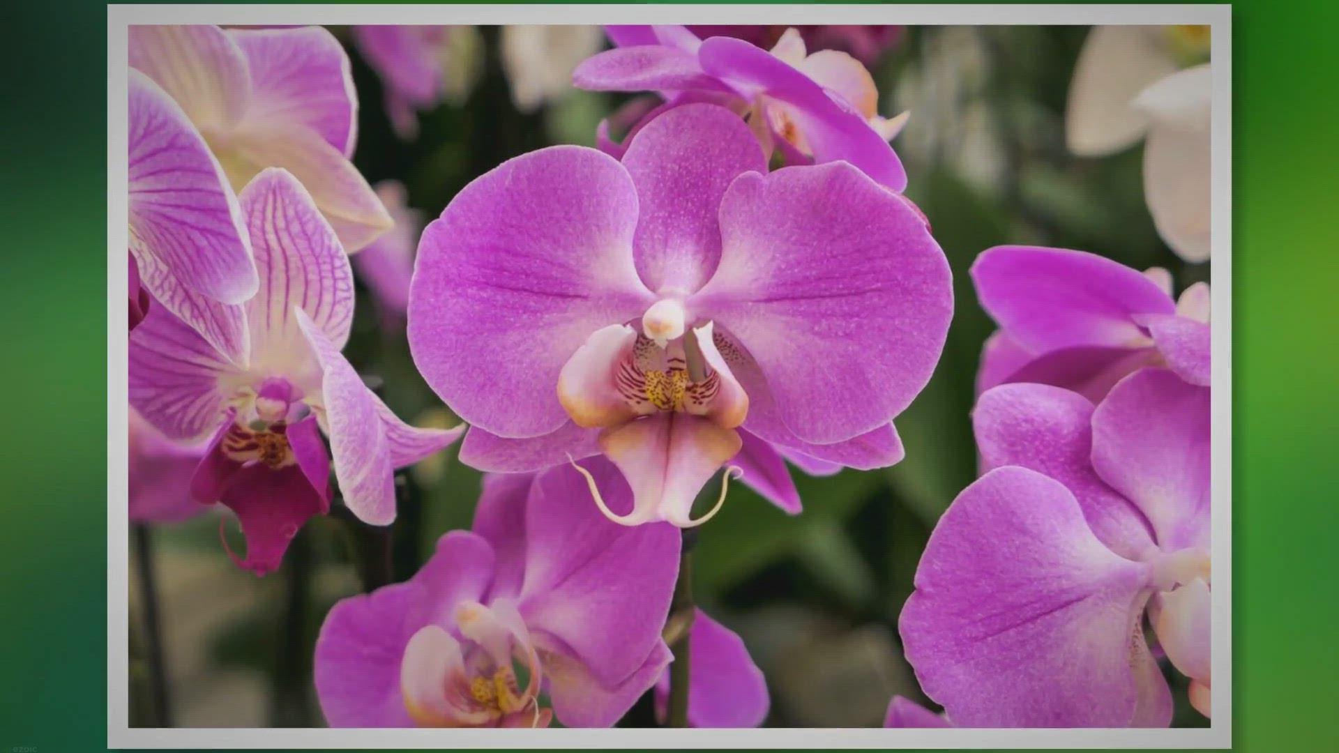 'Video thumbnail for Phalaenopsis Orchid Care: Grow Stunning Blooms at Home'