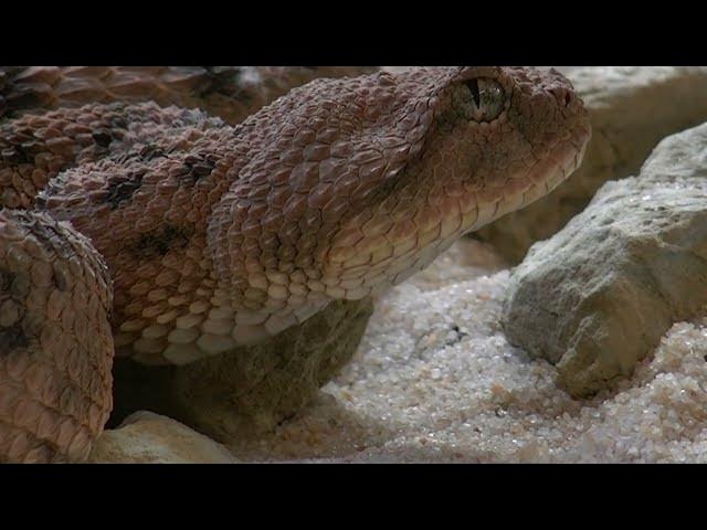 Video thumbnail for Can All Snakes Swim? (Fully Answered)