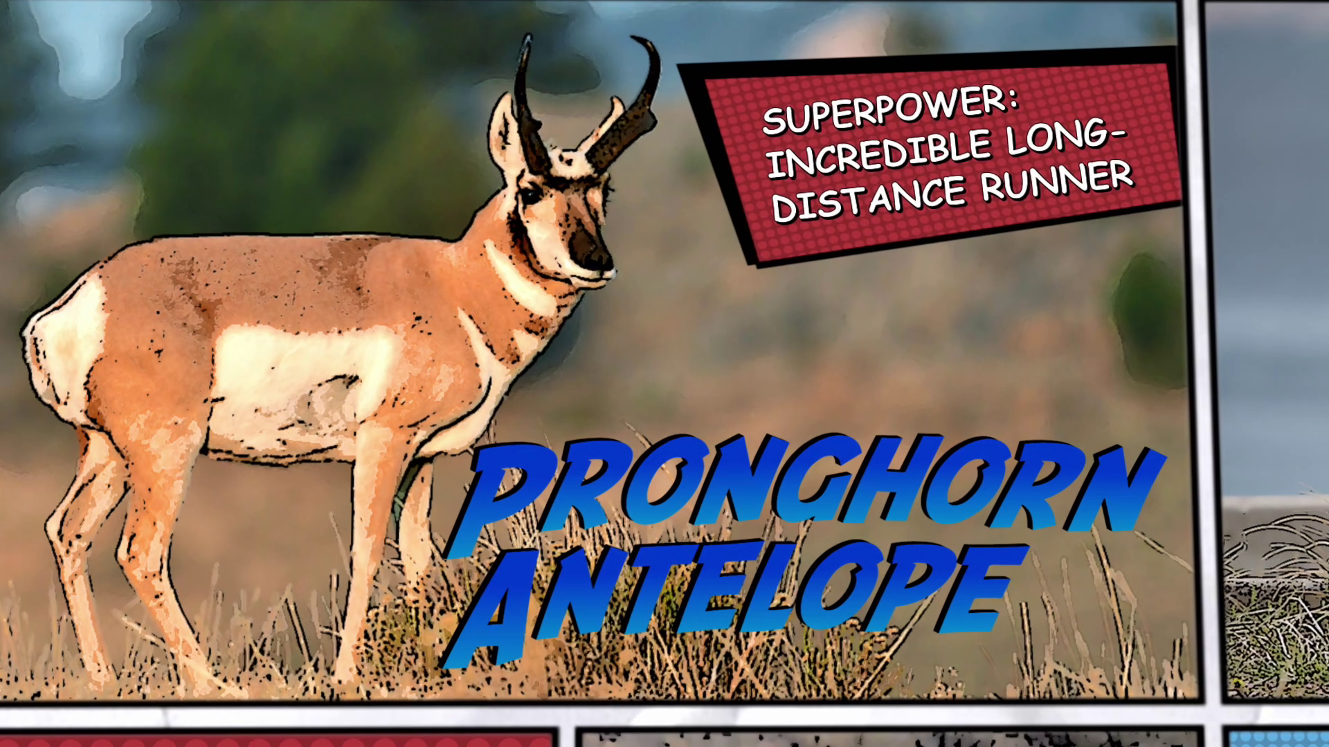 Video thumbnail for Super Animals -- Pronghorn Antelope