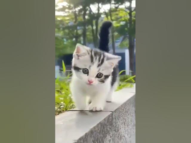 Video thumbnail for #Look how beautiful this kitten is walking outside in the open air #cat #funny#prettyview lovely