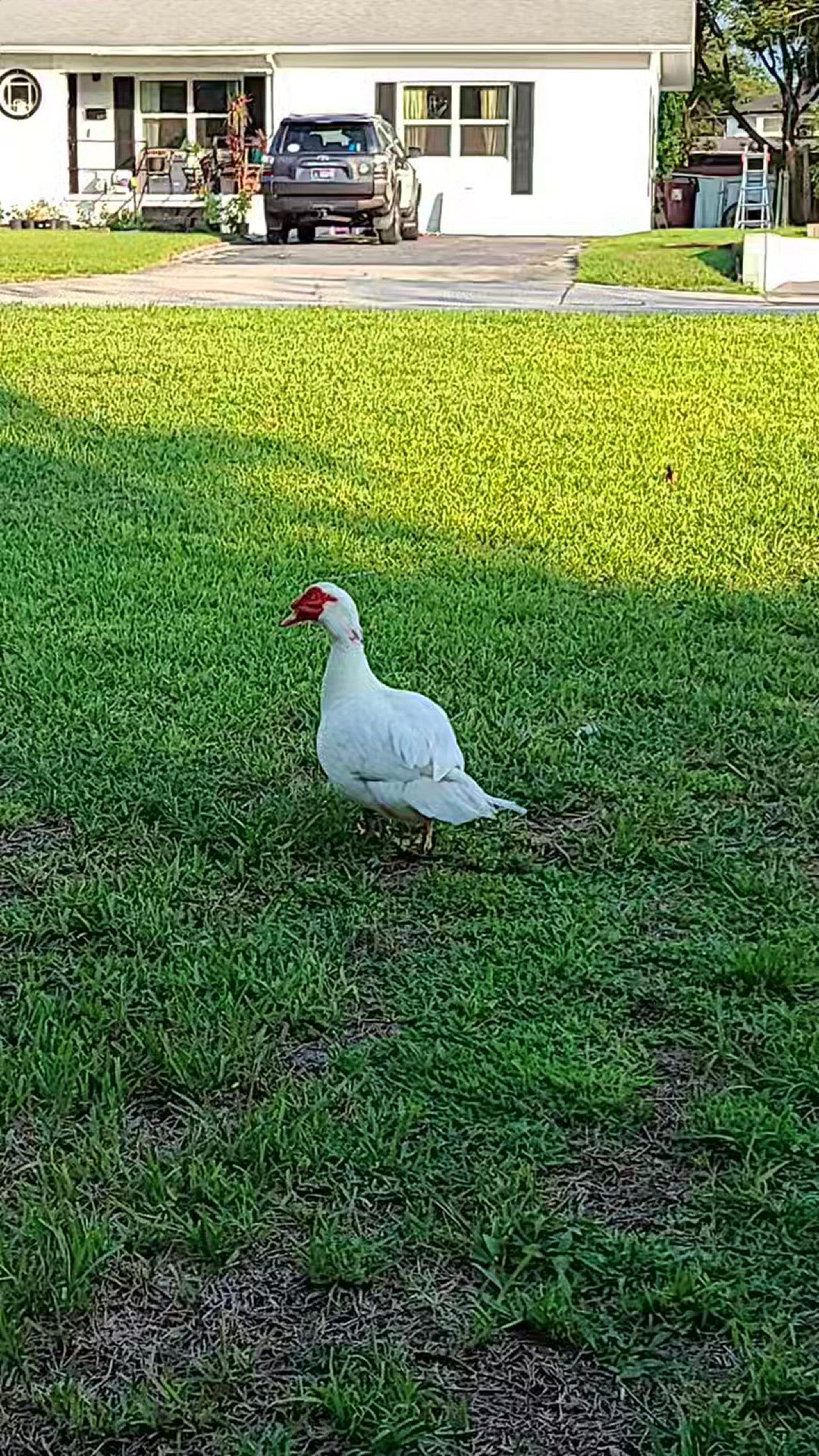 Video thumbnail for Ducks Geese and Birds title
