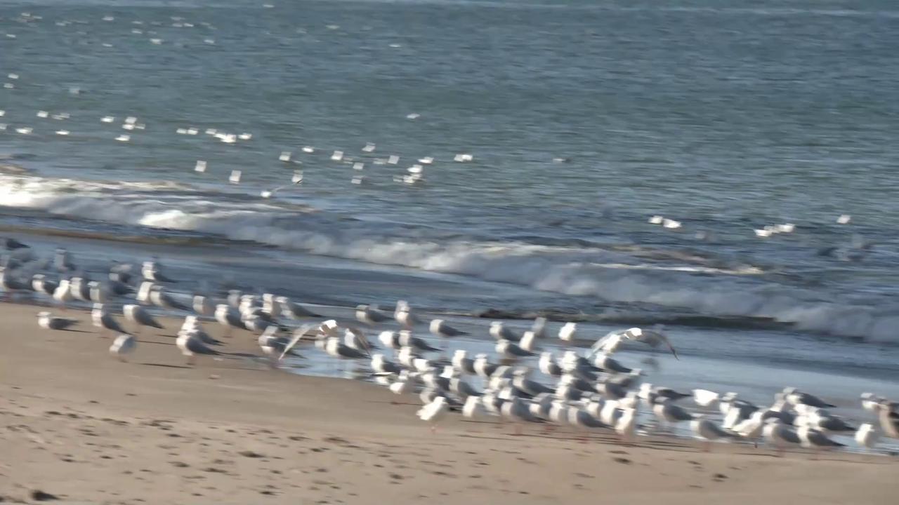 Video thumbnail for Australia: Australian gov't confirms first mainland case of H5N1 bird flu strain.