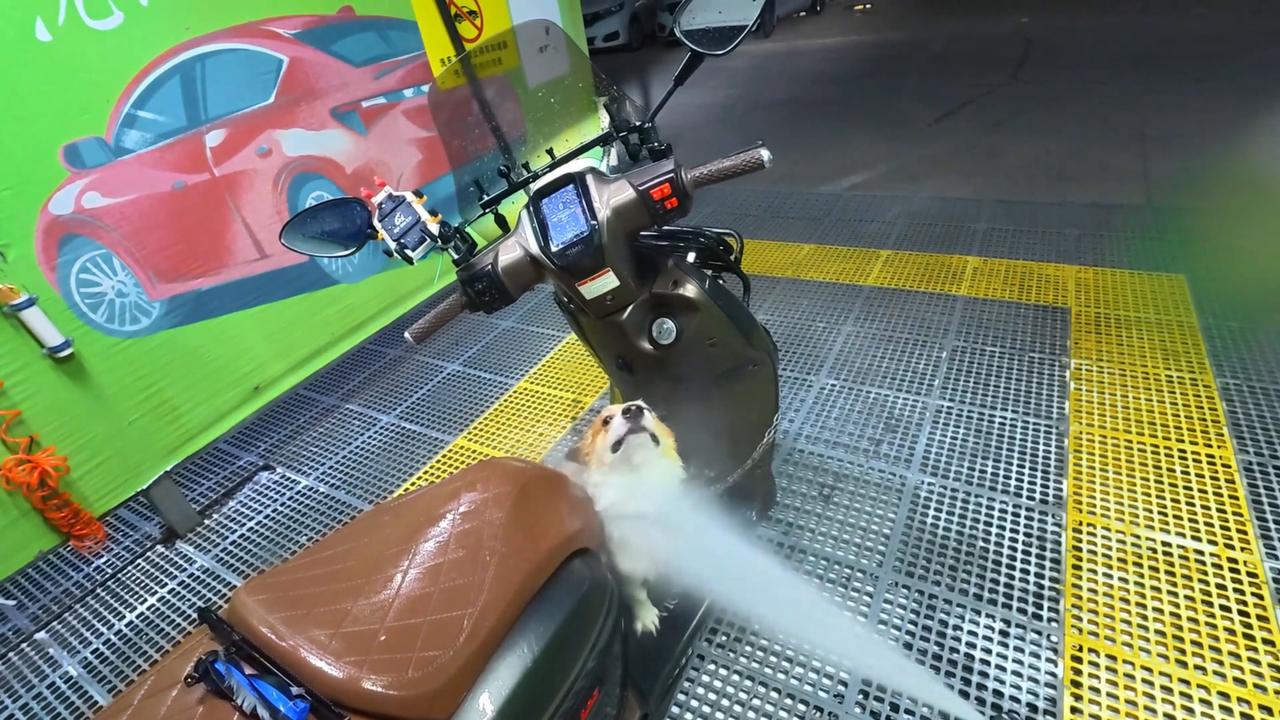 Video thumbnail for China: Dog gets washed while owner cleans motorcycle in China.