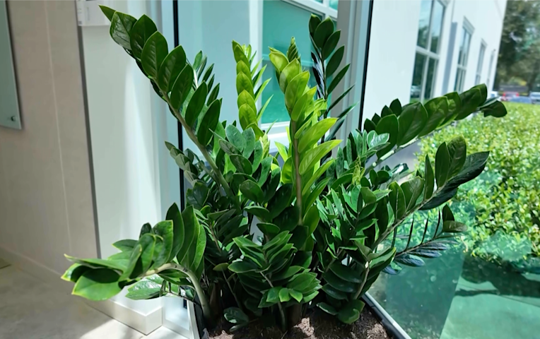 Video thumbnail for Is this the easiest houseplant? ZZ plants love neglect & come in a variety of size and colors!