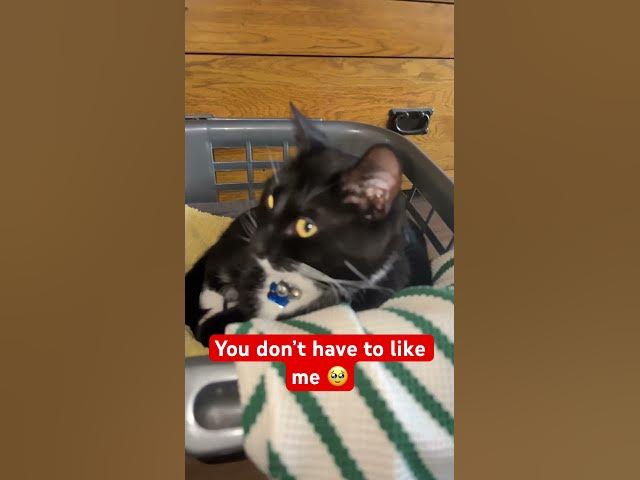 Video thumbnail for You don’t have to like me ❤️#cat #catlovers #subscribe #fyp