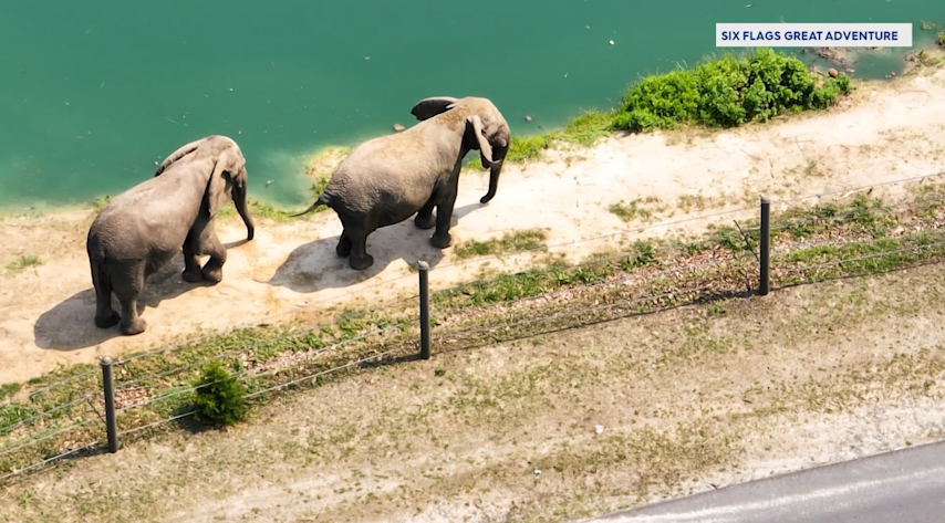 Video thumbnail for USDA evaluating complaint over elephant care at Six Flags Great Adventure