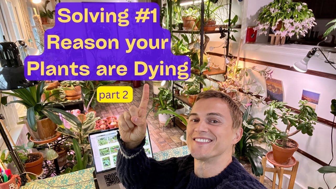 Video thumbnail for How to Grow Plants at Home - Keep HousePlants Alive - Understanding where they Come from - Part 2