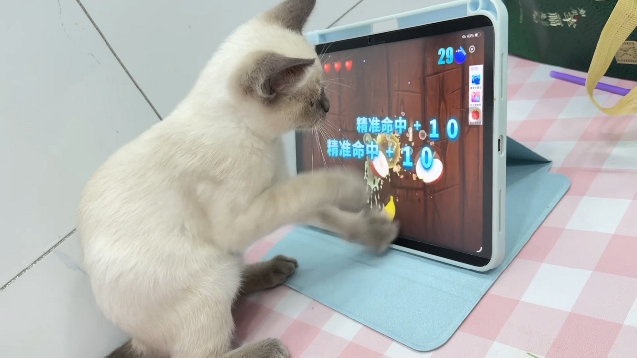 Video thumbnail for Siamese Kitten Masters Fruit Ninja on Tablet!