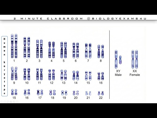 Video thumbnail for Difference Between Autosomes and Allosomes || Somatic vs Sex Chromosomes