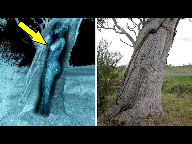 Video thumbnail for Dog Kept Barking At Tree, You Won’t Believe What Dad Found Inside The Tree  - A Lot More Than Wood !