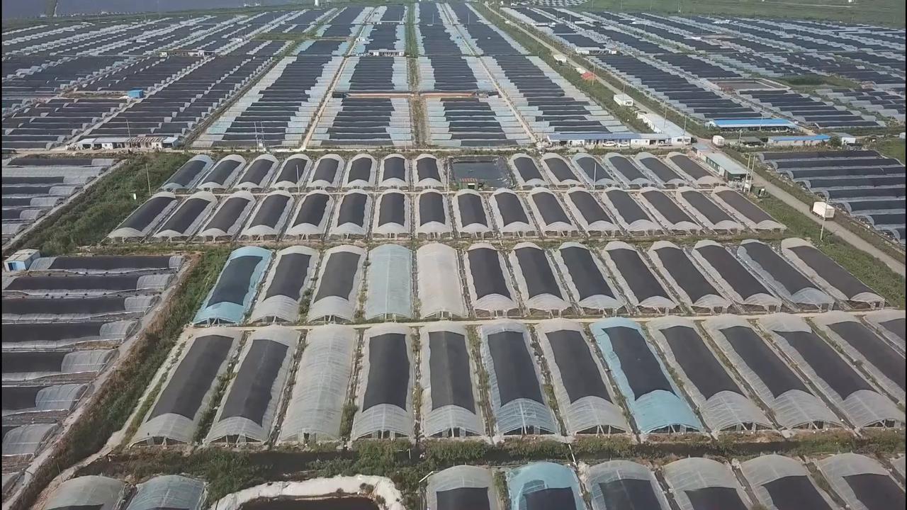 Video thumbnail for China: Planting Households Cover Greenhouses With Windproof Nets.