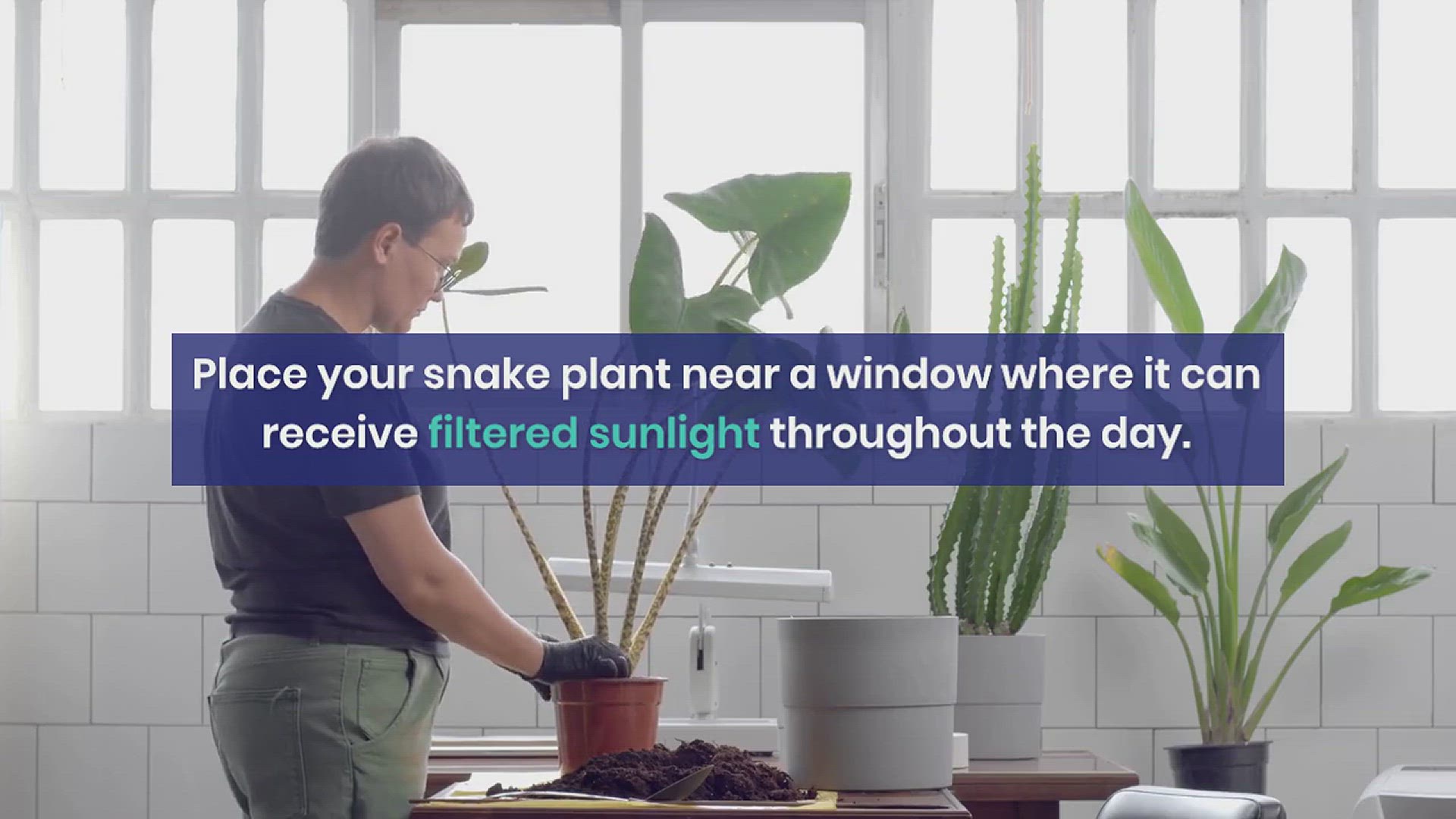'Video thumbnail for How to Grow Snake Plant Successfully'