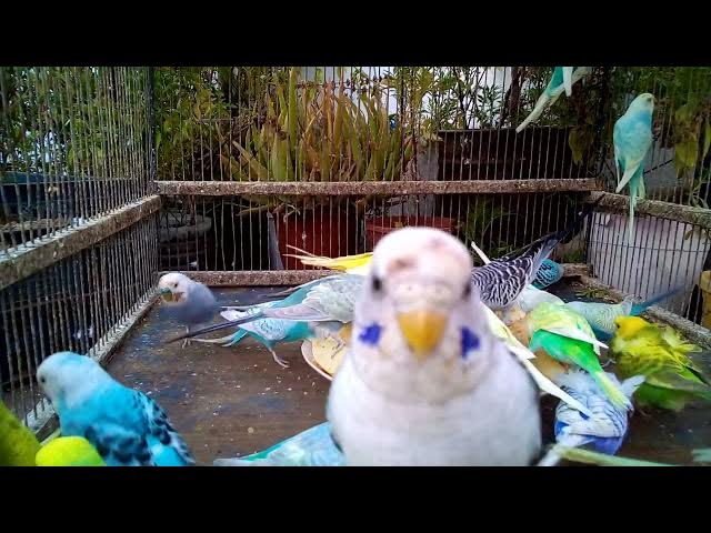 Video thumbnail for Gesunde und ausgewogene Ernährung für Wellensittiche – so bleibt dein Vogel fit!