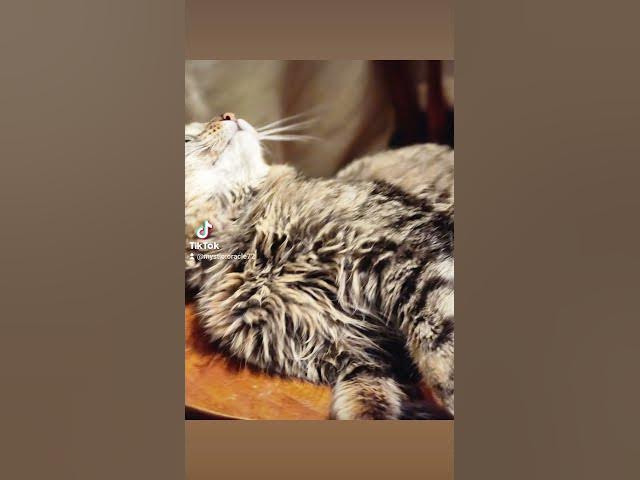 Video thumbnail for kittybliss#