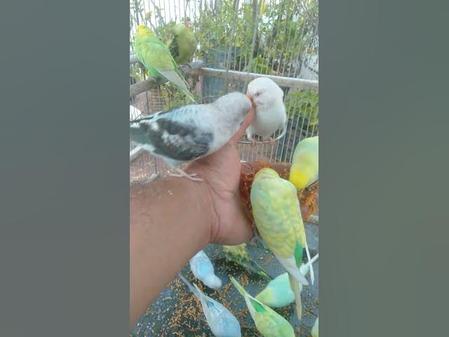 Video thumbnail for Close Up Budgie Eyes Full of Emotion ๐๐