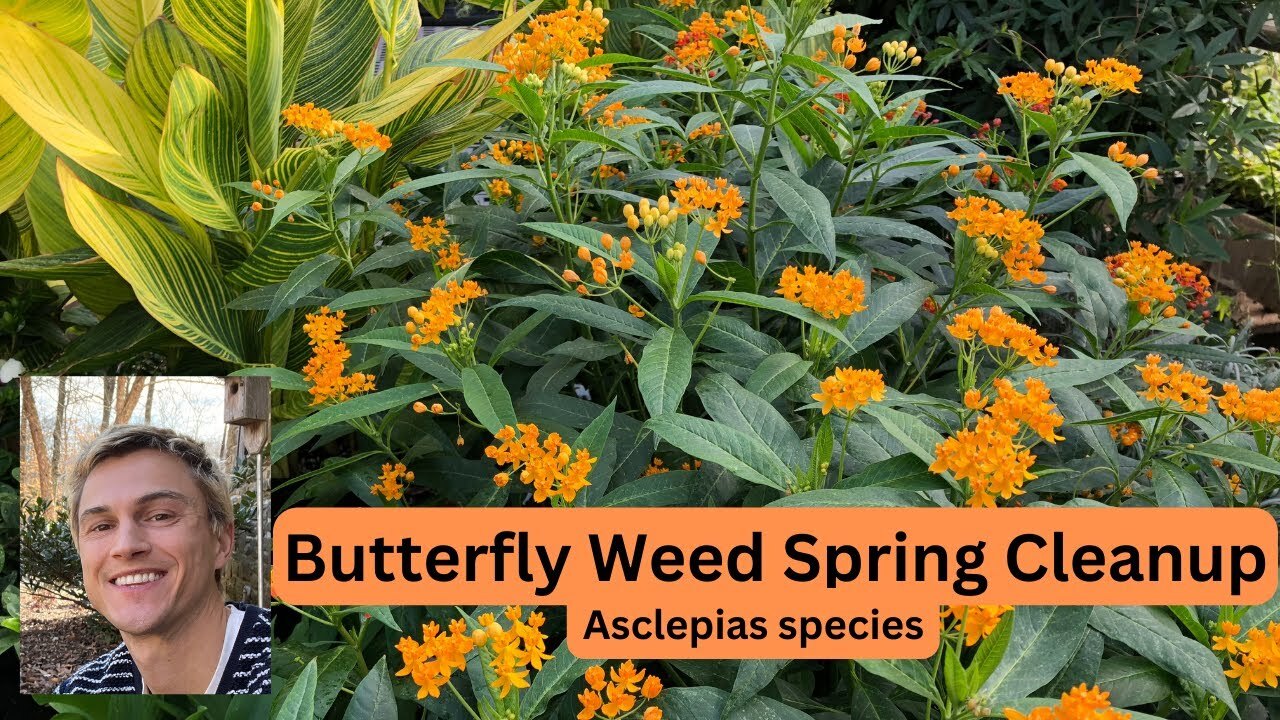 Video thumbnail for Butterfly Weed Asclepias spp. Spring Plant Preparation