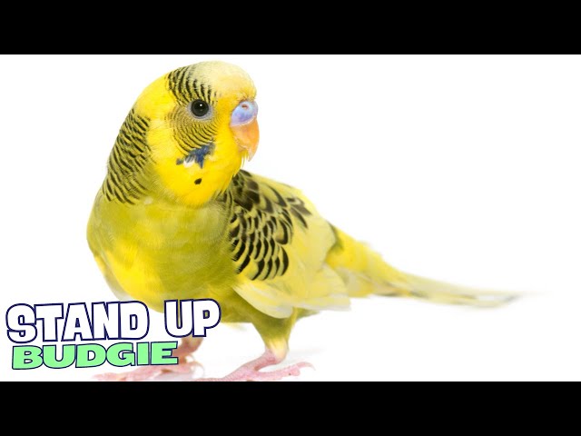 Video thumbnail for 8 Problems Only Budgie Owners Would Understand 🐦