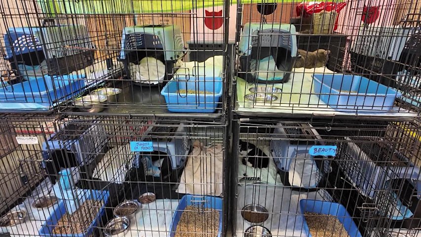 Video thumbnail for 37 cats rescued after tree falls on Westbury home on Monday