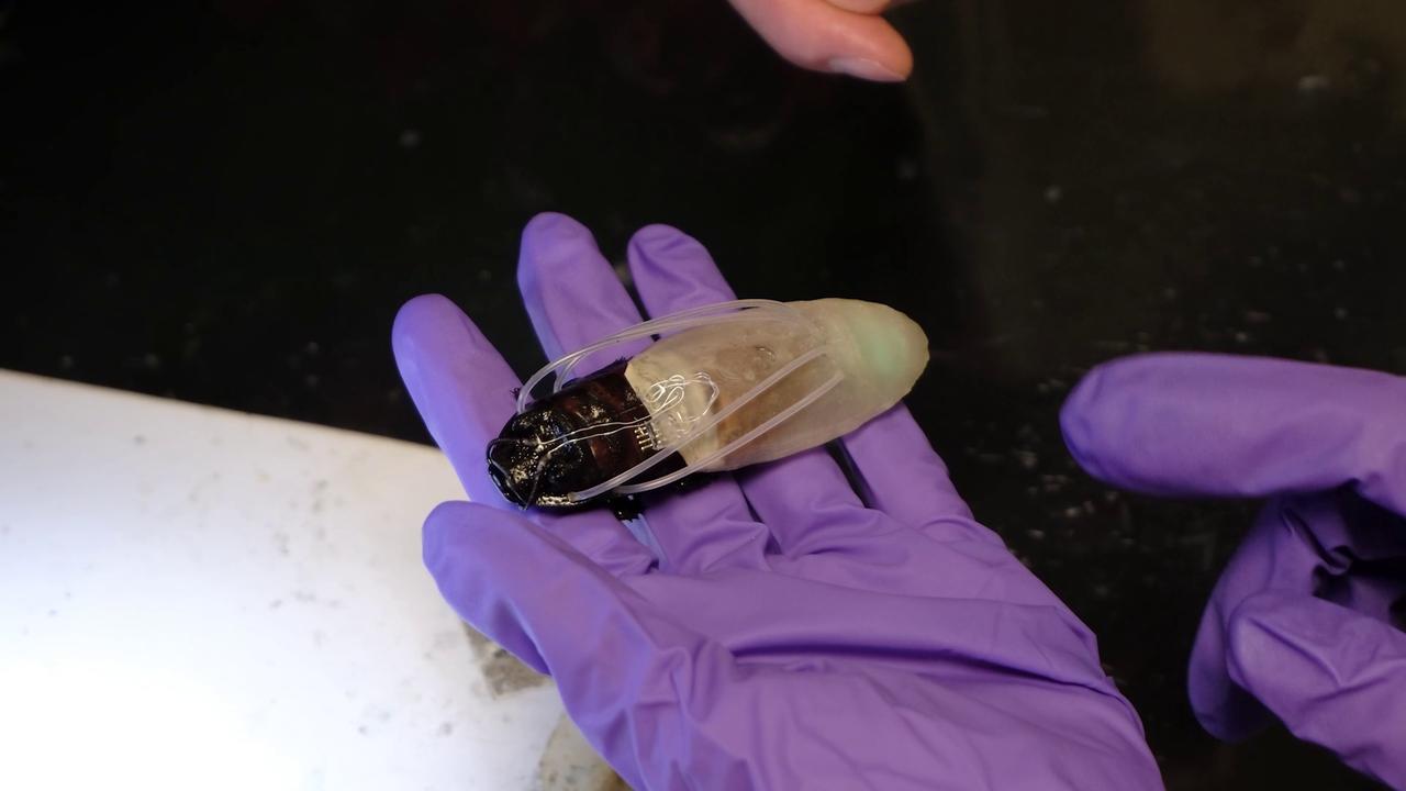 Video thumbnail for RAW Video: Cyborg cockroaches given tiny diving suits to hunt for disaster survivors.
