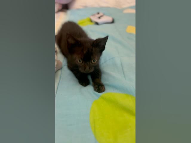 Video thumbnail for No Cámaras please ! Our new rescue kitty! Getting better and tasty #cat #rescue