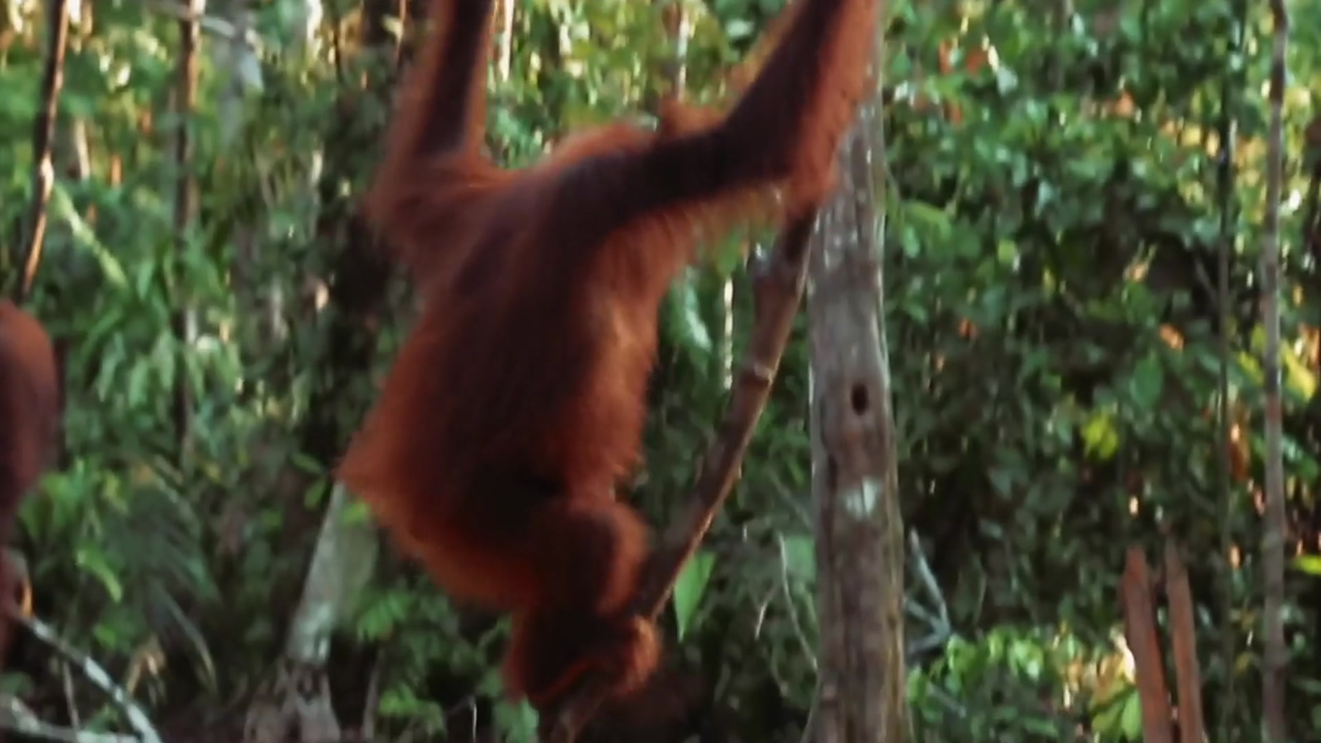 'Video thumbnail for Indonesia Travel Guide 2025 4K'