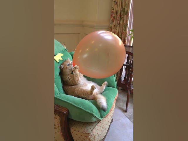 Video thumbnail for Boom,Scared me! #short