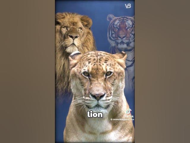 Video thumbnail for Liger vs Tigon | @patrickbell7035