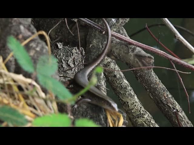 Video thumbnail for Black wild lizard stay to wait catch food