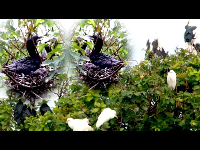 Video thumbnail for សកម្មភាពសត្វស្លាបនៅពេលល្ងាច តំបន់ការពារសត្វស្លាប