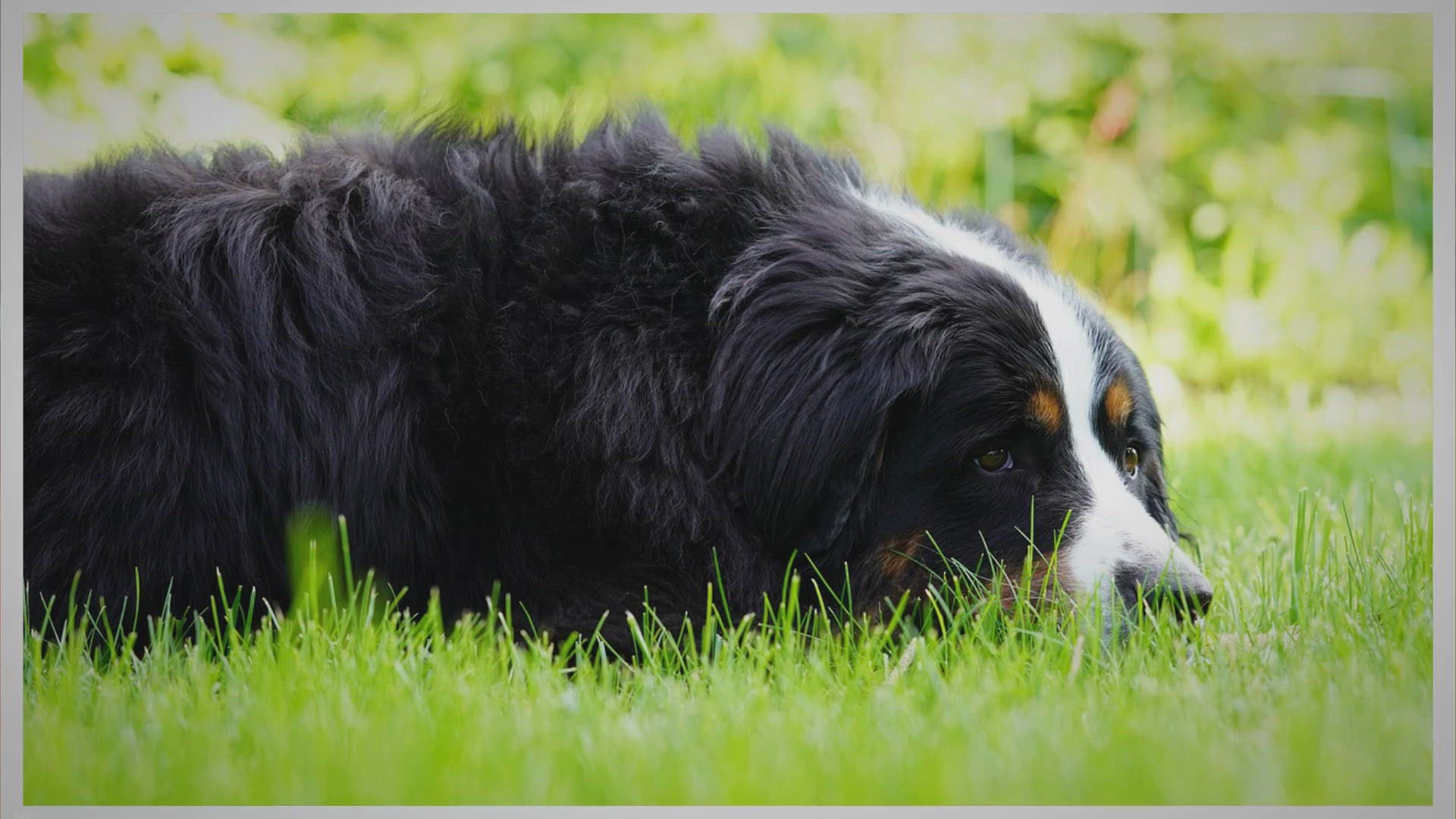 Video thumbnail for Remèdes Naturels pour un chien déshydraté