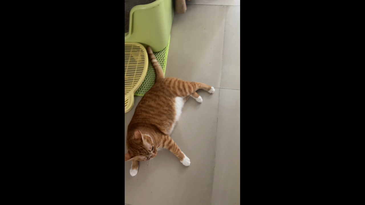 Video thumbnail for Playful Cat Rolls Away While Chased by Owner