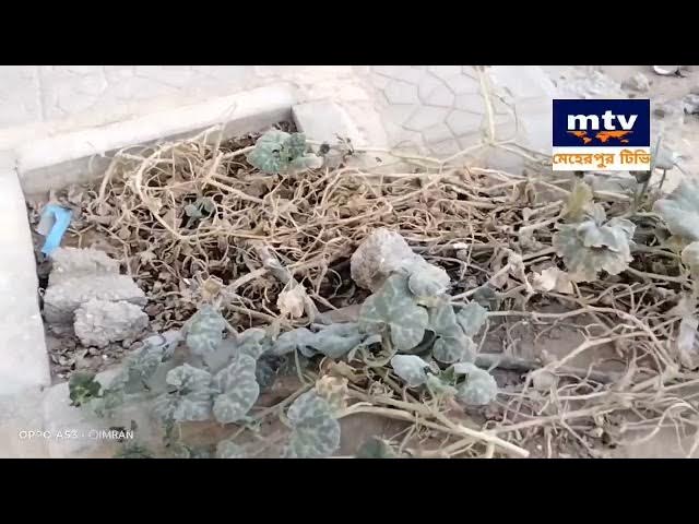 Video thumbnail for দেখুন সৌদি আরবে সজিনা গাছে কিভাবে ফুলের সাজ সেজেছে | Meherpur TV