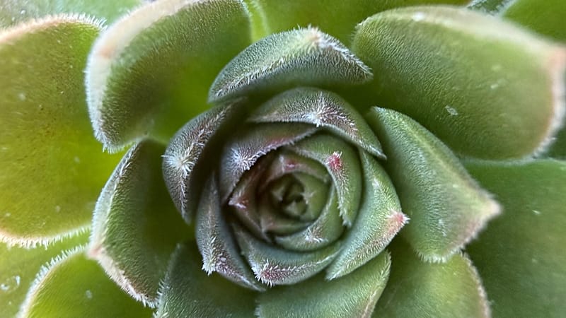 Video thumbnail for South Africa's unique succulents under threat from poachers