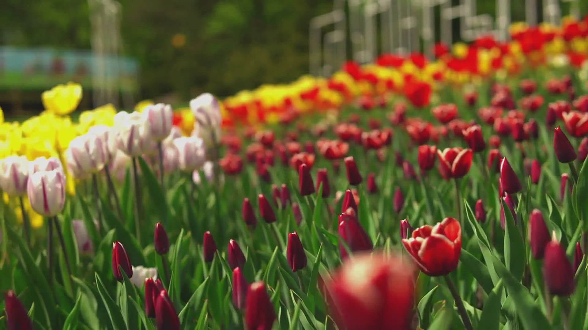'Video thumbnail for Stunning Tulip Garden Decoration Ideas'