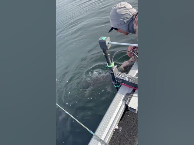 43.25-Inch Idaho State Record Lake Trout Released 😮🔥