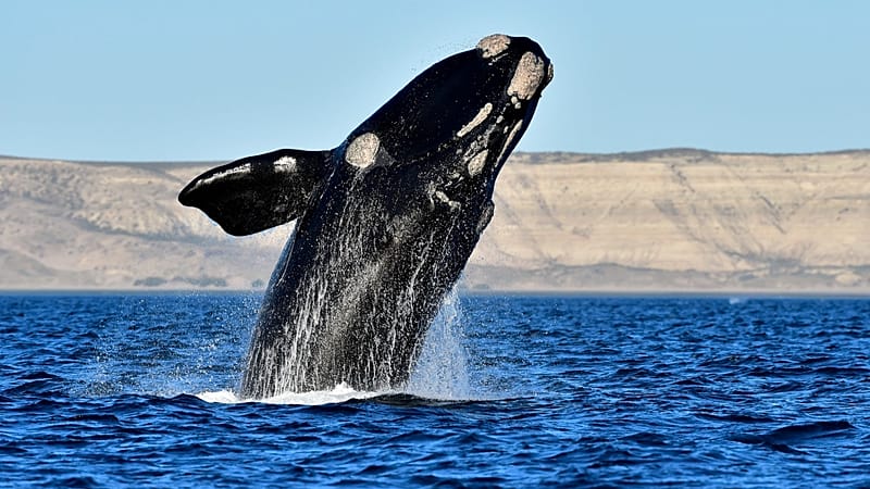 Video thumbnail for Annual sightings of southern right whales bring joy to South African town
