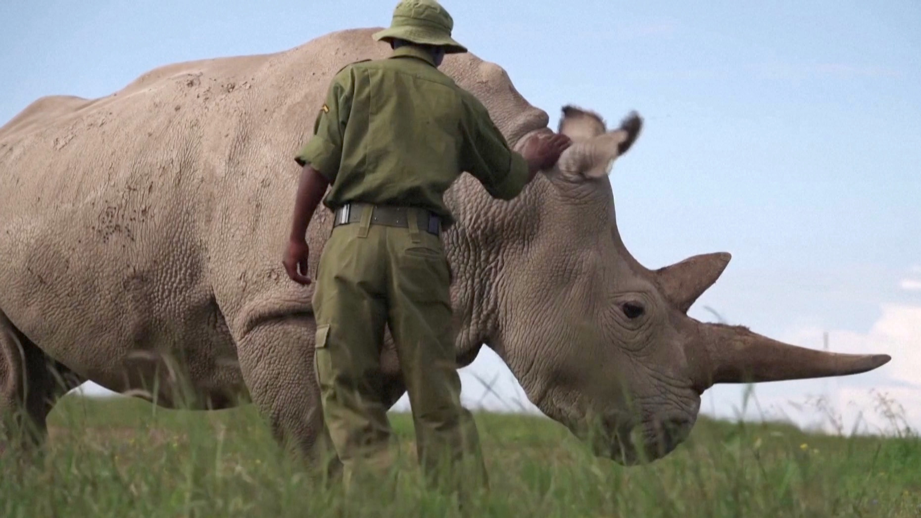 Video thumbnail for Researchers advance northern white rhino revival, offering new hope