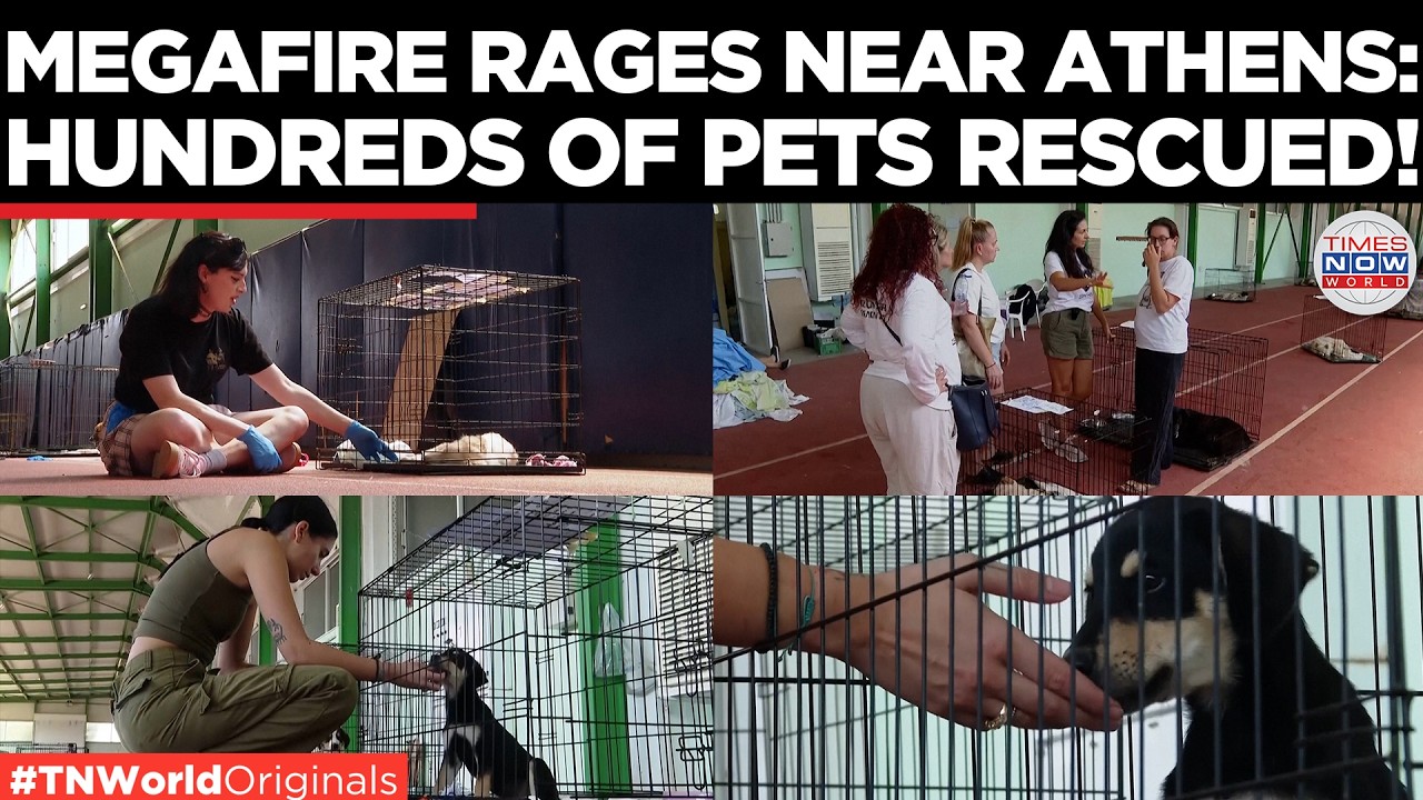 Video thumbnail for GREECE WILDFIRE: Volunteers Rescue Hundreds of Stranded Animals as Mega Wildfires Rage Near Athens!