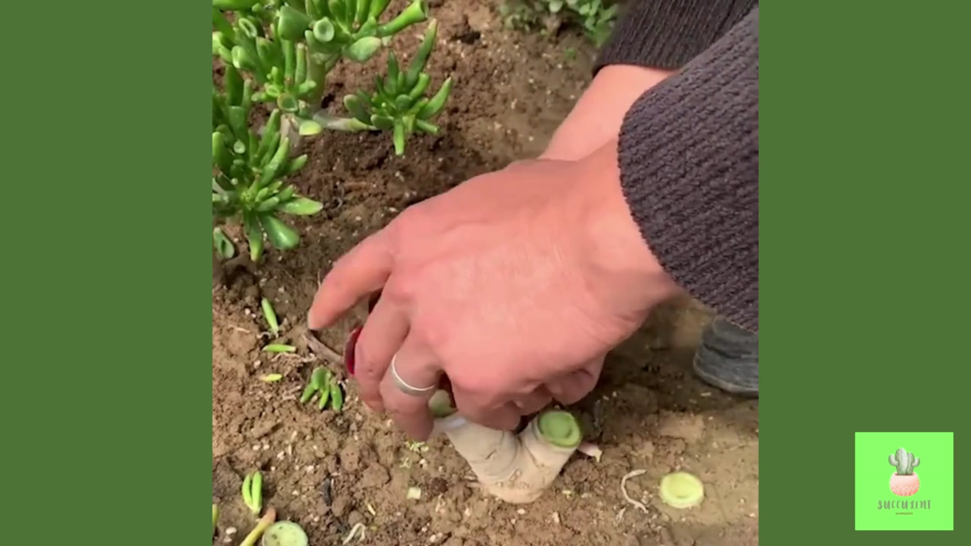 Video thumbnail for Useful Tips for Your Succulents - Part 3