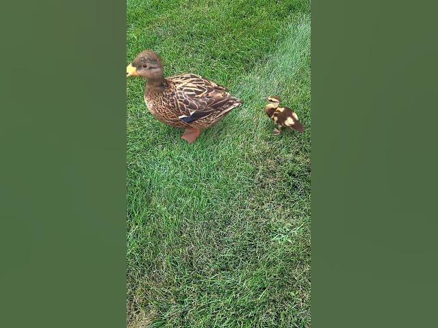 Video thumbnail for #beautiful Duckling with babies They all walk on the grass.