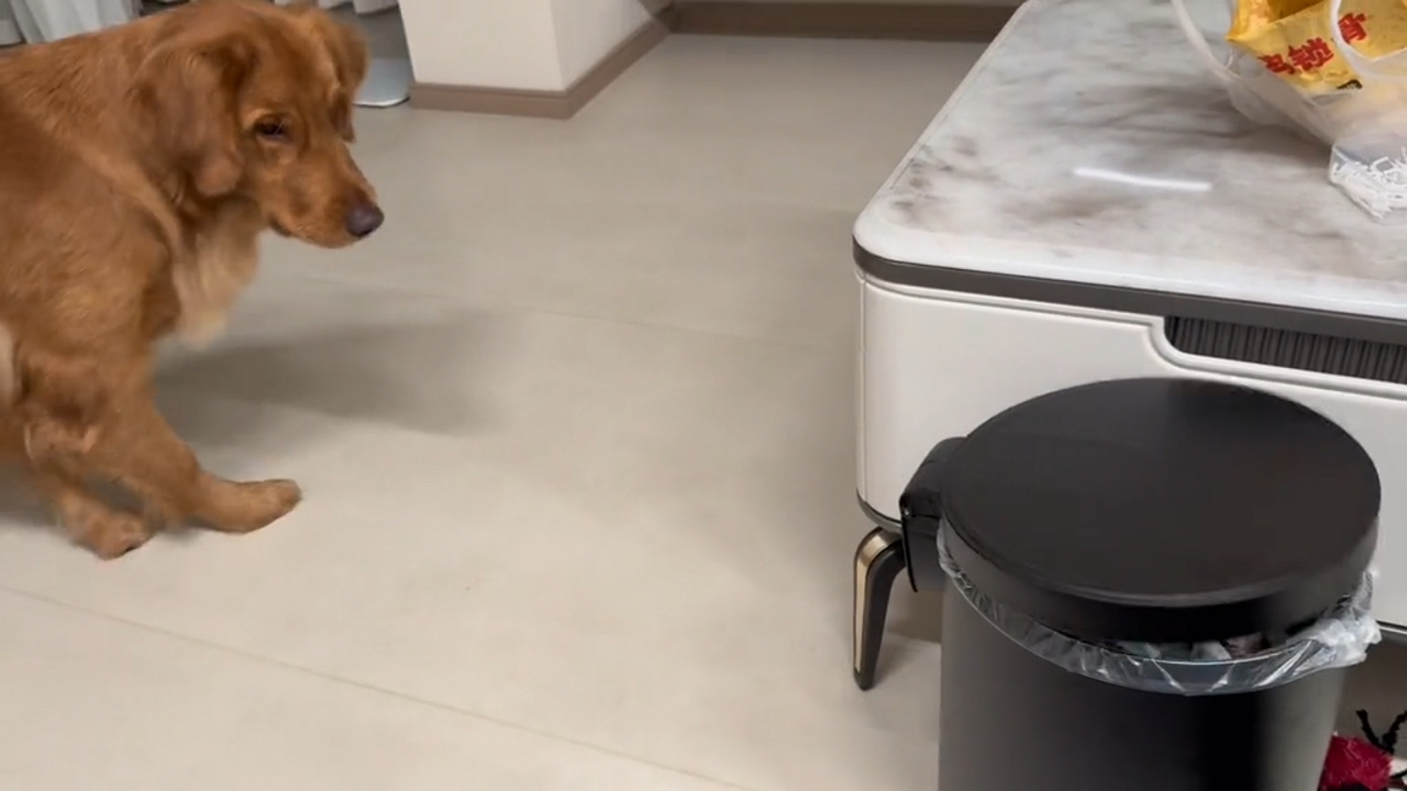 Video thumbnail for Golden Retriever Nervously Reacts to Trash Can