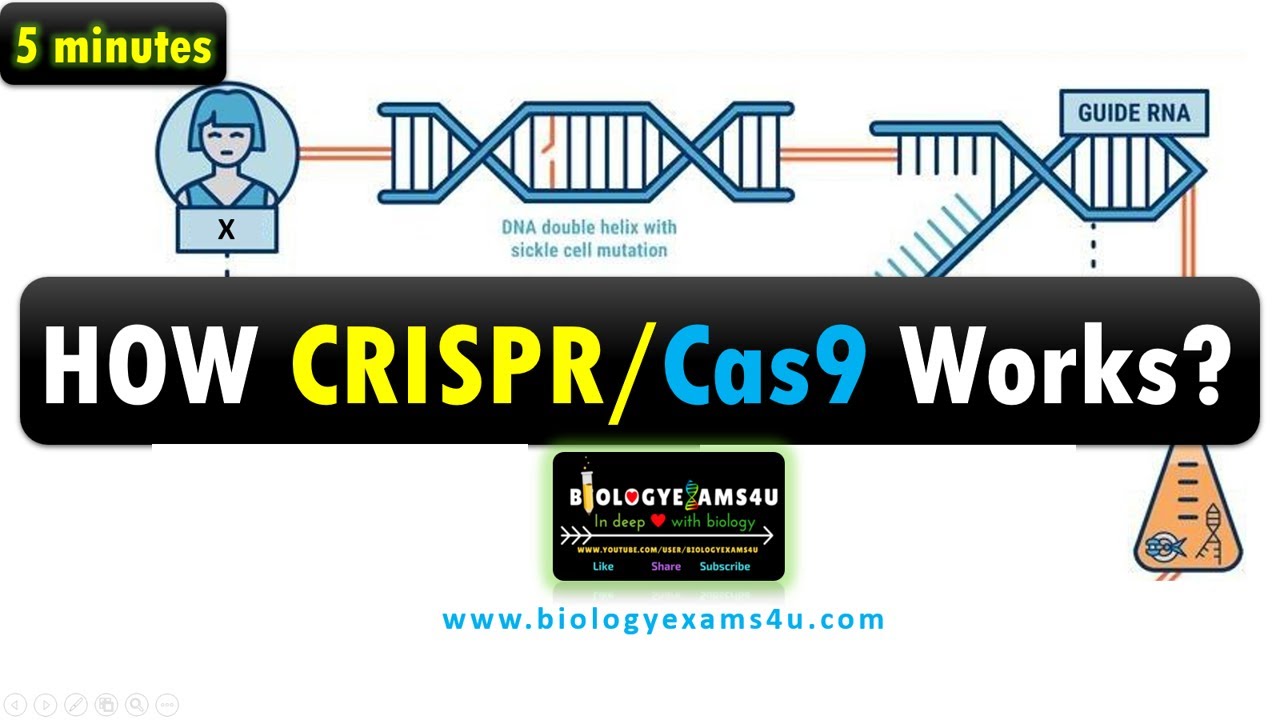 Video thumbnail for How CRISPR/Cas9 works to edit genes? || Simple Step by Step Explanation with example in 5 minutes